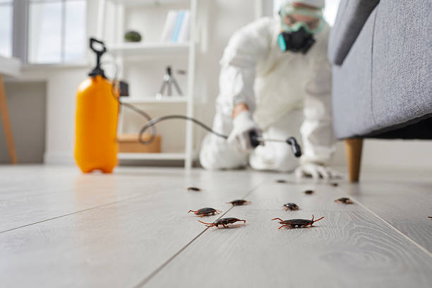 Post-Treatment Bed Bug Interceptor Monitoring in Eucalyptus Hills